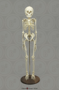 Human 6-year-old Child Skeleton, Articulated