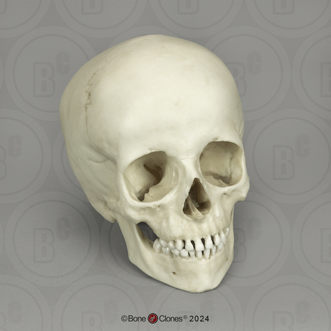 6-year-old Human Child Skull