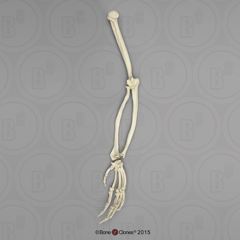 chimpanzee hand skeleton