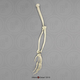 Male Chimpanzee Arm, Articulated w/ Articulated Rigid Hand (no Scapula)
