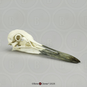 Whooping Crane Skull