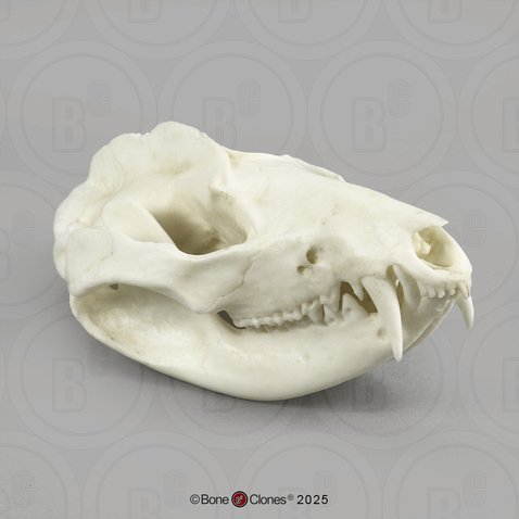 Opossum Skull