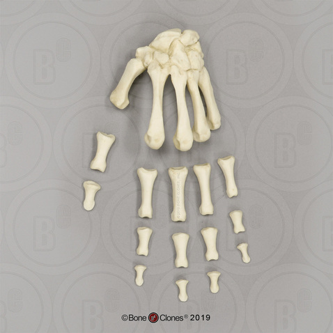Human Male European Hand, Semi-articulated