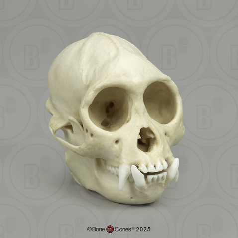 Tufted Capuchin Skull