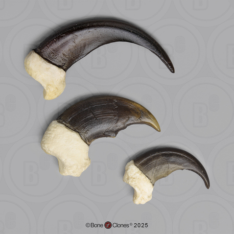 North American Bear Claw Set