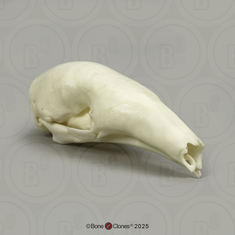 Southern Tamandua Skull