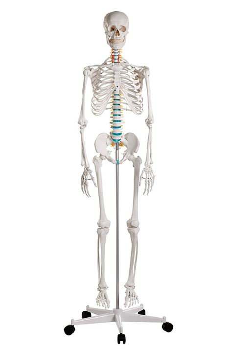 Human Economy Skeleton, Vinyl