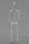 Human Male European Disarticulated Skeleton