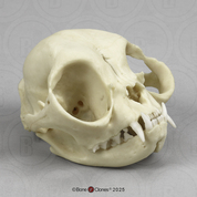 Persian Cat Skull
