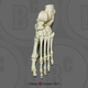 Human Adult Male Foot, articulated, Premium flexible