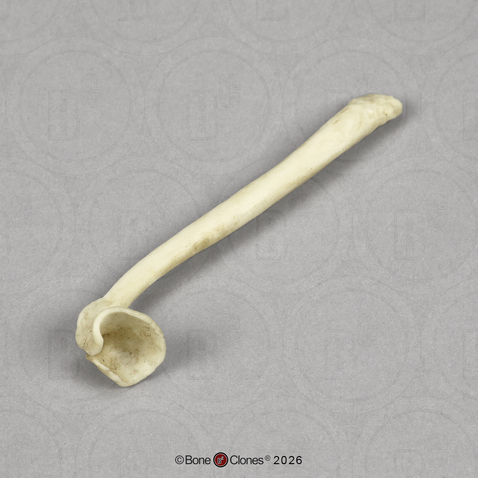 Honey Badger Baculum