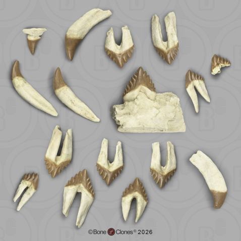 Fossil Whale Teeth, Basilosaurus cetoides, Set of 16