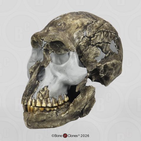 Homo naledi Skull LES1