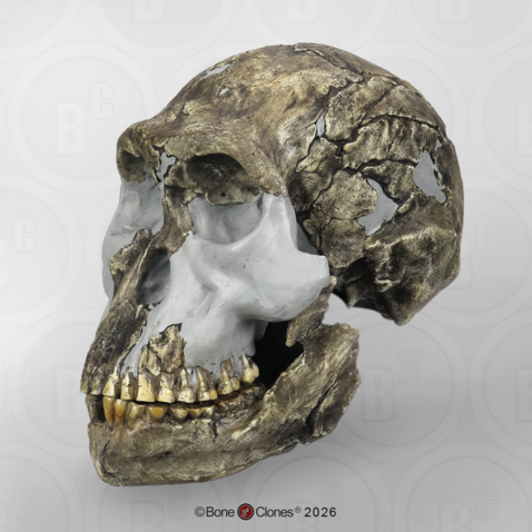 Homo naledi Skull LES1