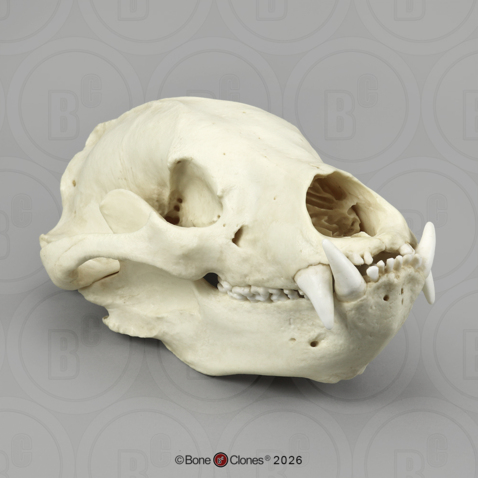 Sloth Bear Skull