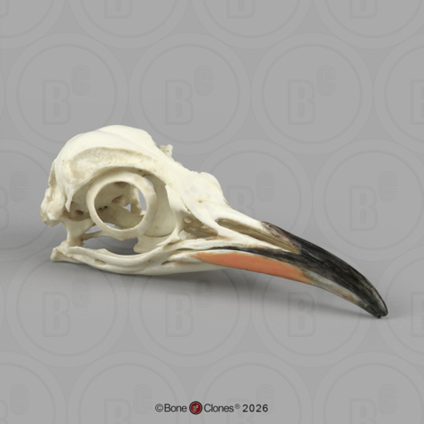 Emperor Penguin Skull