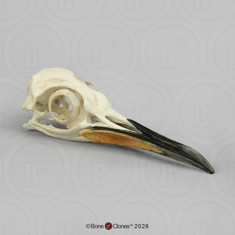 King Penguin Skull