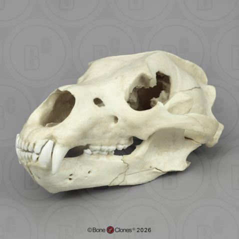 Grizzly Bear Skull with Gunshot Wound