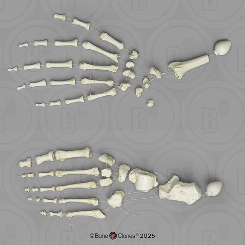 Hand or Foot Strung on Filament