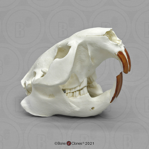 Common American Beaver Skull