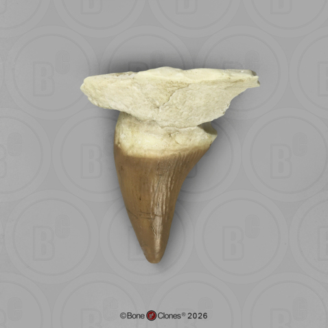 Fossil Whale Tooth, Basilosaurus cetoides, Upper Left Incisor 3