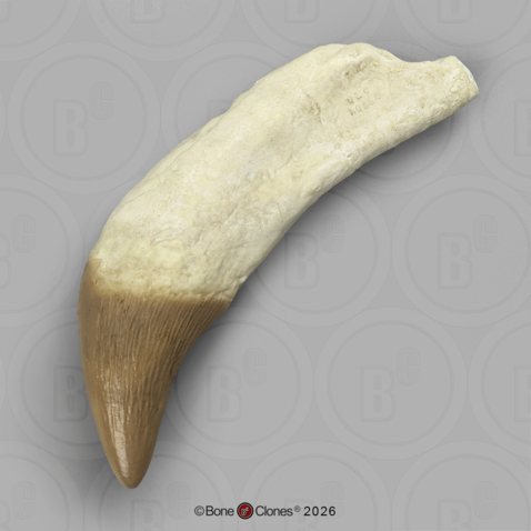 Fossil Whale Tooth, Basilosaurus cetoides, Upper Left Canine