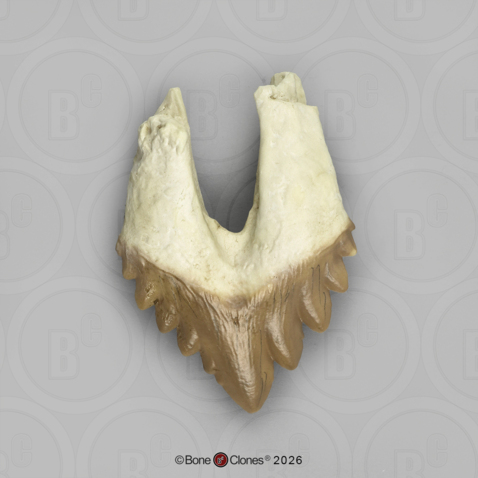 Fossil Whale Tooth, Basilosaurus cetoides, Upper Left Premolar 2
