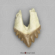 Fossil Whale Tooth, Basilosaurus cetoides, Upper Left Premolar 2