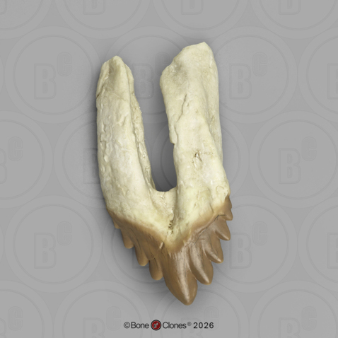Fossil Whale Tooth, Basilosaurus cetoides, Upper Left Premolar 4