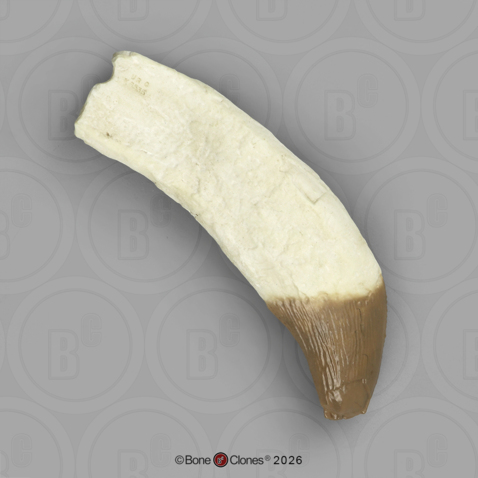 Fossil Whale Tooth, Basilosaurus cetoides, Upper Right Canine