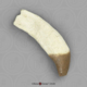 Fossil Whale Tooth, Basilosaurus cetoides, Upper Right Canine