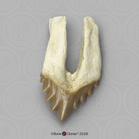 Fossil Whale Tooth, Basilosaurus cetoides, Upper Right Premolar 2