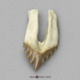 Fossil Whale Tooth, Basilosaurus cetoides, Upper Right Premolar 2