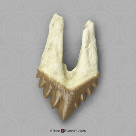 Fossil Whale Tooth, Basilosaurus cetoides, Upper Right Premolar 3