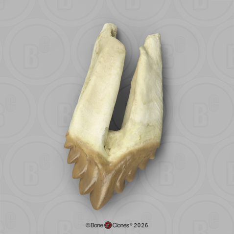 Fossil Whale Tooth, Basilosaurus cetoides, Upper Right Premolar 4