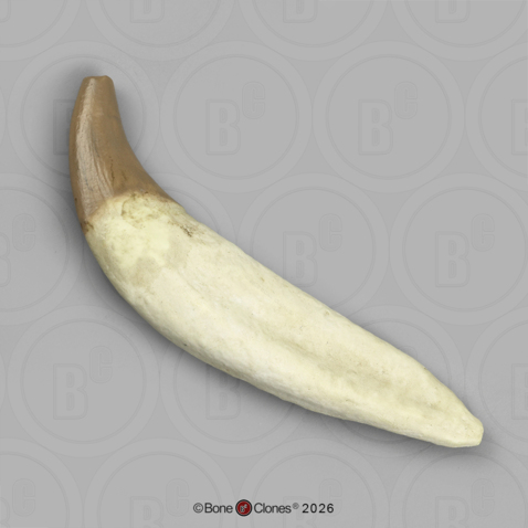 Fossil Whale Tooth, Basilosaurus cetoides, Lower Left Incisor 3