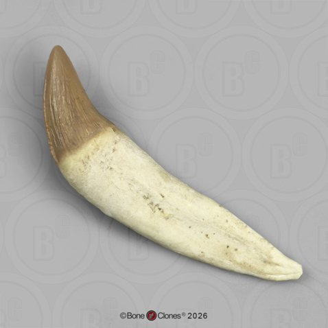 Fossil Whale Tooth, Basilosaurus cetoides, Lower Left Canine