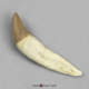 Fossil Whale Tooth, Basilosaurus cetoides, Lower Left Canine