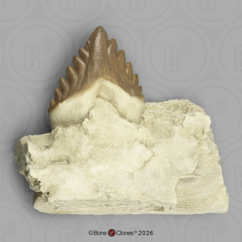 Fossil Whale Tooth, Basilosaurus cetoides, Lower Left Premolar 4