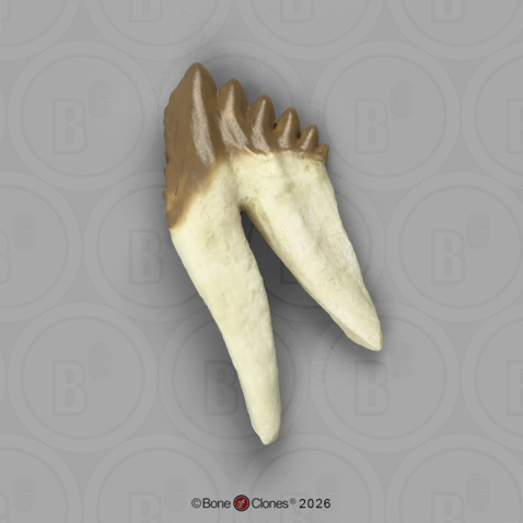 Fossil Whale Tooth, Basilosaurus cetoides, Lower Left Molar 1