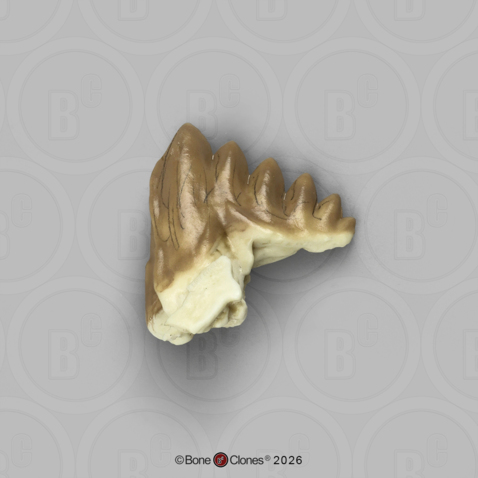 Fossil Whale Tooth, Basilosaurus cetoides, Lower Left Molar 2