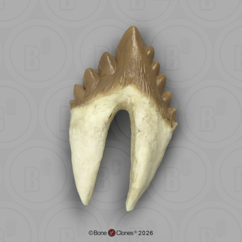 Fossil Whale Tooth, Basilosaurus cetoides, Lower Right Premolar 3