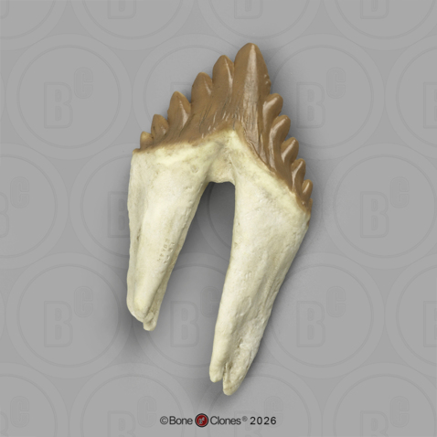Fossil Whale Tooth, Basilosaurus cetoides, Lower Right Premolar 4