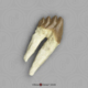 Fossil Whale Tooth, Basilosaurus cetoides, Lower Right Molar 3