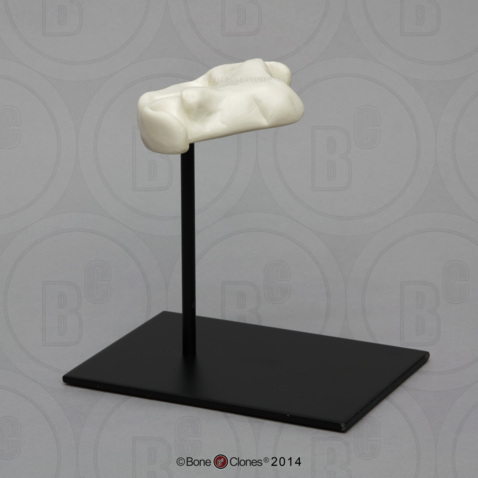 Stand for BC-370