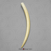Walrus tusk (single)
