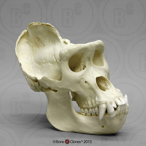 gorilla skull vs human skull