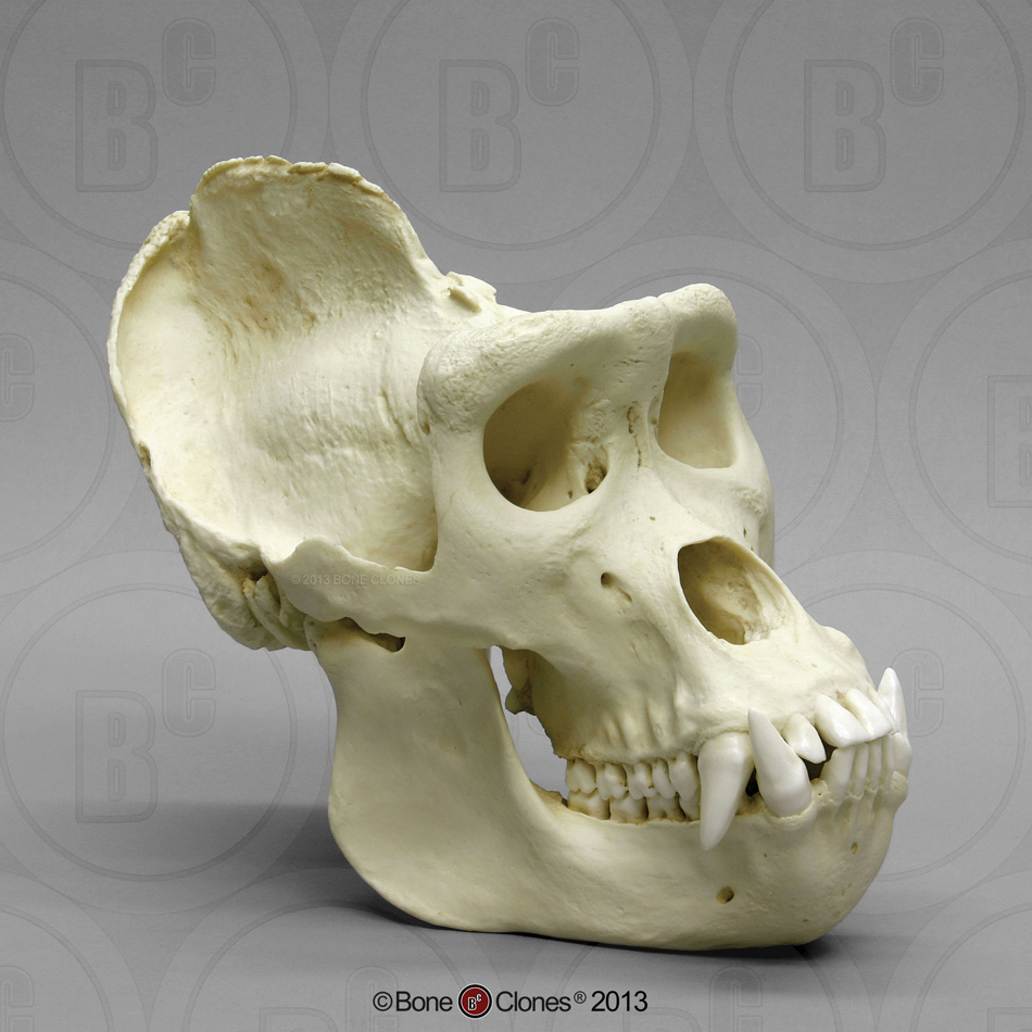 gorilla skull next to human
