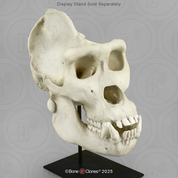 Male Gorilla skull (extra large)