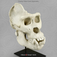 Male Gorilla skull (extra large)